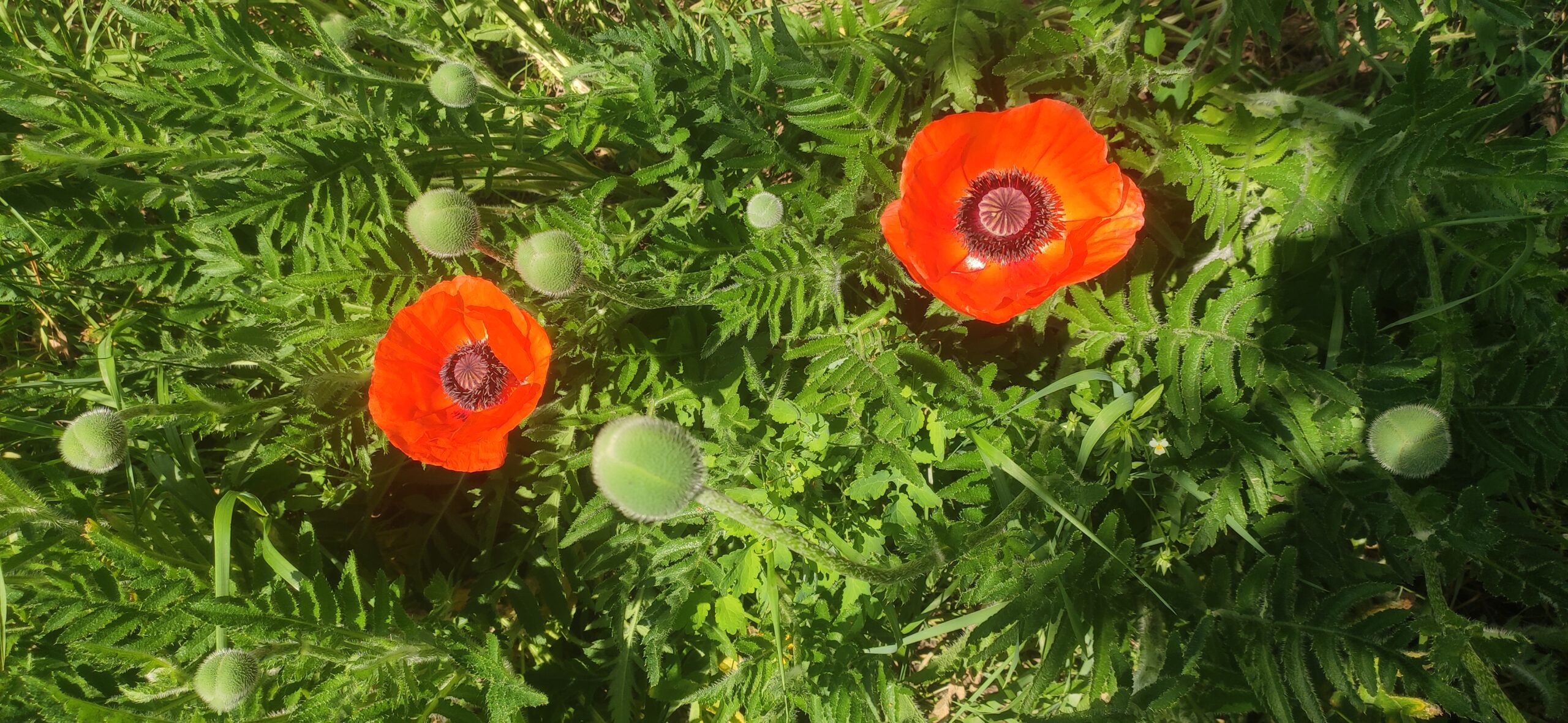 Happy popping poppy day!